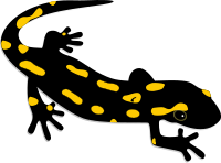 Salamander logo.svg