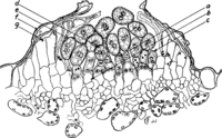 Cronartium ribicola J. C. Fisch. Abb0076 (Gäumann 1959, Rostpilze Mitteleuropas).png