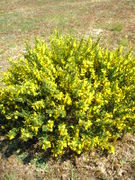 Cytisus scoparius JuliaKruse 3.jpg