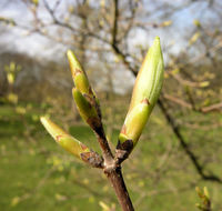 Acer sempervirens L. – Photo: Andrea Moro 2009, Dryades TSB62834.jpg