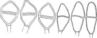 Gymnosporangium tremelloides (A. Br.) Hart. Abb1009a (Gäumann 1959, Rostpilze Mitteleuropas).png