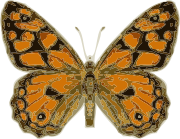 Butterfly Logo