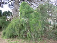 03-14-12-12 Ephedra alttissima.JPG