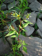 Bidens frondosa JuliaKruse.jpg