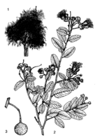 Capparis tomentosa PROTA drawing.png