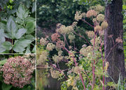 Morphological summary of  Angelica archangelica L. subsp. archangelica (photos Andres Saag)