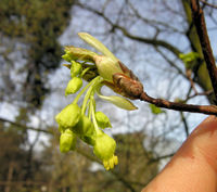 Acer opalus Mill. – Photo: Andrea Moro 2009, Dryades TSB62904.jpg