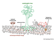 Abb1.4 ectomycorrhiza schematical macroscopic Boletales Tuber 2021 (M. Piepenbring).png