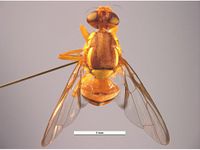 Bactrocera jarvisi PaDIL136226a.jpg