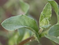 Calendula arvensis leaf (10).jpg