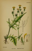 Crepis setosa.jpg