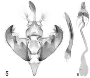 Depressariinae (10.3897-zookeys.684.13383) Figures 5–6.jpg