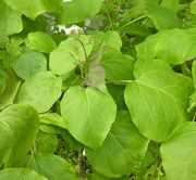 Catalpa bignonioides Walter