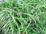 Tradescantia virginiana L.