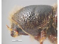 Ips typographus PaDIL135618b.jpg