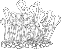 Melampsora euphorbiae Gerardianae W. Müller. Abb0161 (Gäumann 1959, Rostpilze Mitteleuropas).png
