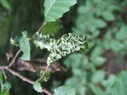 Pflanzengalle Aceria macrotricha auf Carpinus betulus (Blattunterseite)