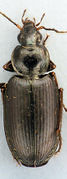 Agonum placidum1.jpg