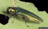 Agrilus planipennis IPM2106098.jpg