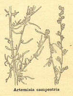 Artemisia campestris - 001x.jpg