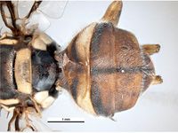 Bactrocera papayae PaDIL136200e.jpg