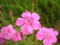 Dianthus deltoides JuliaKruse 1.jpg