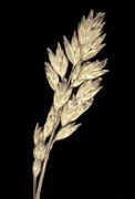 Poa annua (L.)