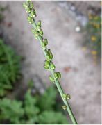 Triglochin maritimum L.