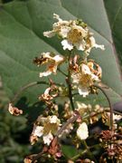 Catalpa bignonioides Walter