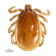 Ixodes kingi DigCommons.jpg