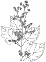 Linedrawing Gongronema latifolium.gif