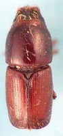 Scolytus multistriatus1.jpg