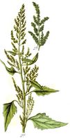 Chenopodium urbicum Sturm26.JPG