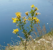 Overview of Hypericum perforatum L. subsp. perforatum (photo Andrea Moro 2011)