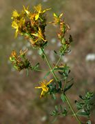 Inflorescence of Hypericum perforatum L. subsp. perforatum (photo Andrea Moro 2004)