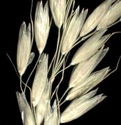 Spikelets of Arrhenatherum elatius (L.) P. Beauv. ex J. Presl & C. Presl subsp. elatius (×3) (photo Andrea Moro 2004)