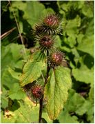 Arctium minus