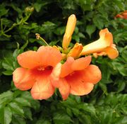 Campsis radicans (L.) Seem. ex Bureau