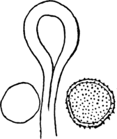 Melampsora alpina Juel. Abb0146-R (Gäumann 1959, Rostpilze Mitteleuropas).png