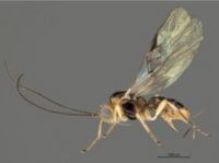 Psyttalia lounsburyi insects 2020.png