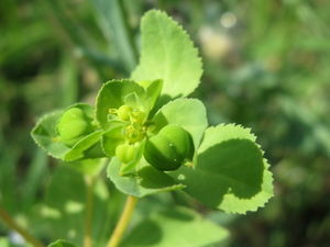 20150811Euphorbia helioscopia3.jpg