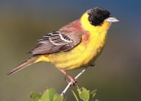 28-090504-black-headed-bunting-at-first-layby edit.jpg