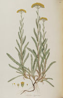 Achillea clypeolata.jpg