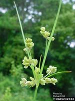 Cyperus surinamensis IPM5232032.jpg