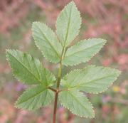 Leaf of Aegopodium podagraria L.