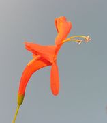 Tecoma capensis (Thunb.) Lindl.