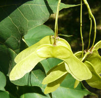 Acer cappadocicum subsp. lobelii (Ten.) A.E.Murray – Photo: Andrea Moro 2008, Dryades TSB56878.jpg