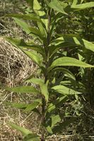 Solidago gigantea E.jpg