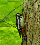 2015.05.08.-03-Kaefertaler Wald-Mannheim--Buntspecht-Weibchen.jpg