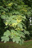 Acer platanoides 1aJPG.jpg